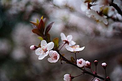 腾讯国行Switch推出1年延保服务 首发优惠价99元